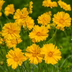 Großblumiges Mädchenauge Sunray ® - Sonnengelb den ganzen Sommer