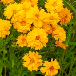 Großblumiges Mädchenauge Sunray ® - Sonnengelb den ganzen Sommer