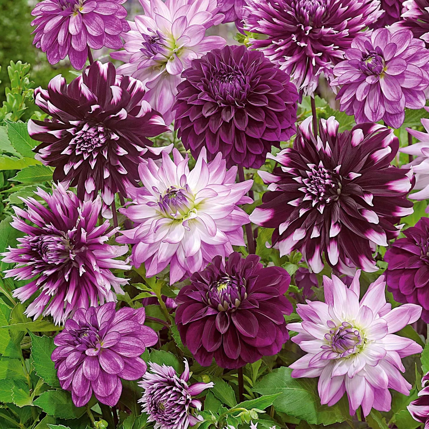 Große Dahlien Mischung (x5) - Riesenblüten den ganzen Sommer