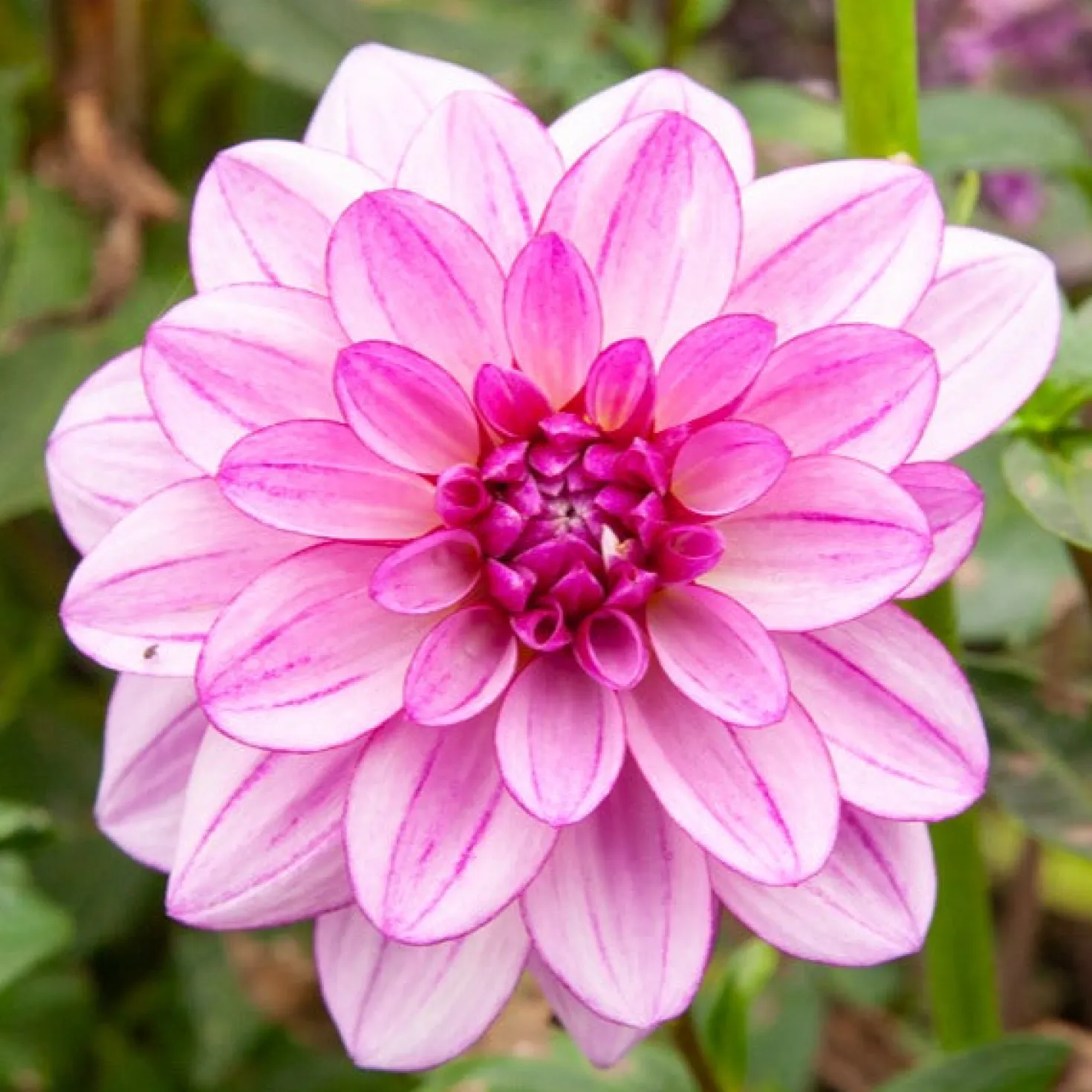 Große Dahlien Mischung (x5) - Riesenblüten den ganzen Sommer