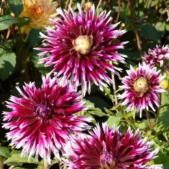 Große Dahlien Mischung (x5) - Riesenblüten den ganzen Sommer