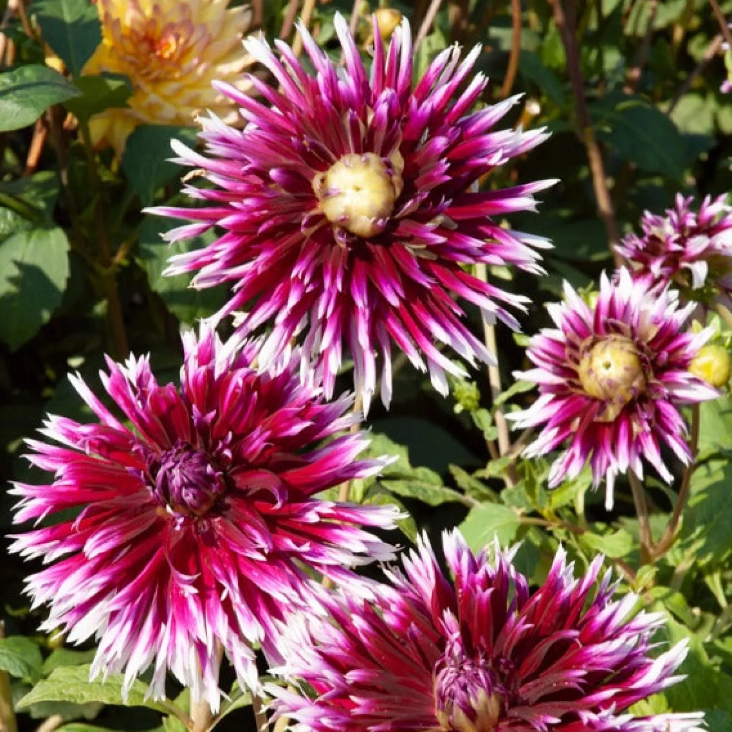 Große Dahlien Mischung (x5) - Riesenblüten den ganzen Sommer