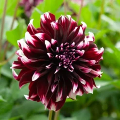 Große Dahlien Mischung (x5) - Riesenblüten den ganzen Sommer