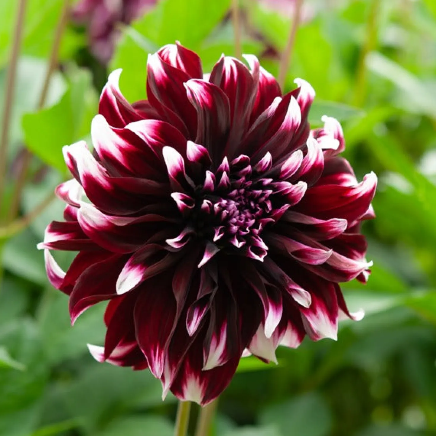 Große Dahlien Mischung (x5) - Riesenblüten den ganzen Sommer