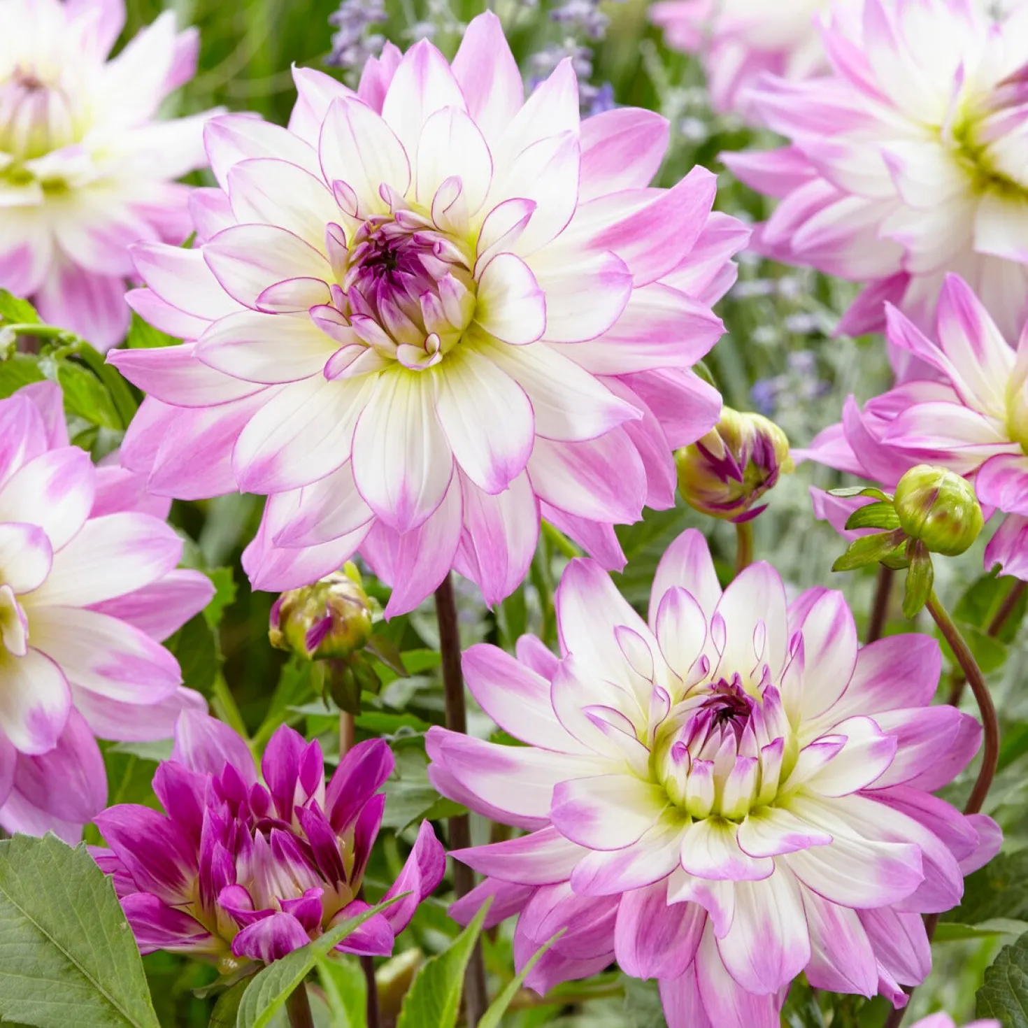 Große Dahlien Mischung (x5) - Riesenblüten den ganzen Sommer