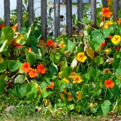 Große Kapuzinerkresse - Essbare Blüten in Wochen