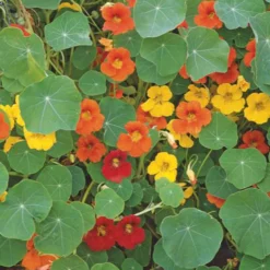 Große Kapuzinerkresse - Essbare Blüten in Wochen