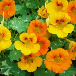 Große Kapuzinerkresse - Essbare Blüten in Wochen