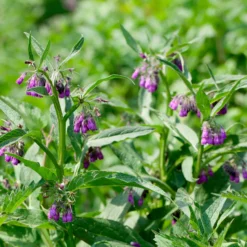 Großer Beinwell Purpureum - Bienenmagnet ohne Aufwand