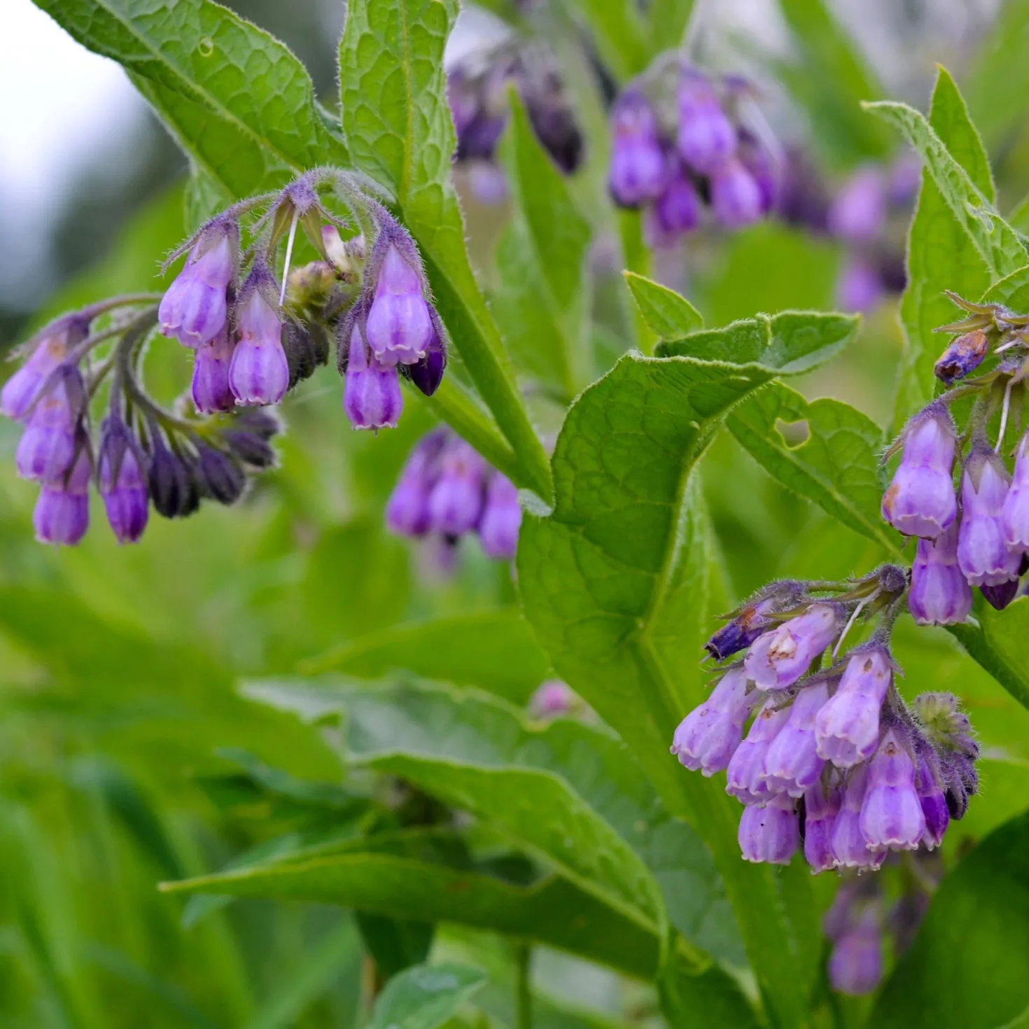 Großer Beinwell Purpureum - Bienenmagnet ohne Aufwand