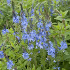 Großer Ehrenpreis Royal Blue - Kräftiges Blau für sonnige Beete