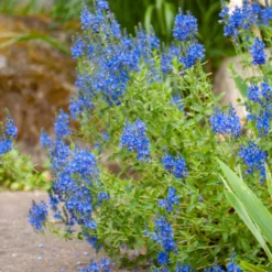 Großer Ehrenpreis Royal Blue - Kräftiges Blau für sonnige Beete