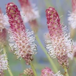 Großer Wiesenknopf Pink Tanna - Zarte Blüten den ganzen Sommer
