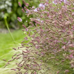 Großer Wiesenknopf Pink Tanna - Zarte Blüten den ganzen Sommer