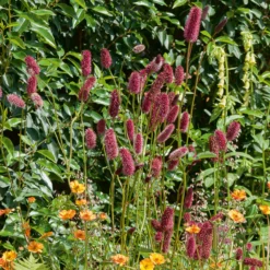 Großer Wiesenknopf - Rote Blüten für Bienen