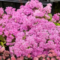 Großes Fettblatt Mr. Goodbud - Rosa Blüten bis in den Herbst