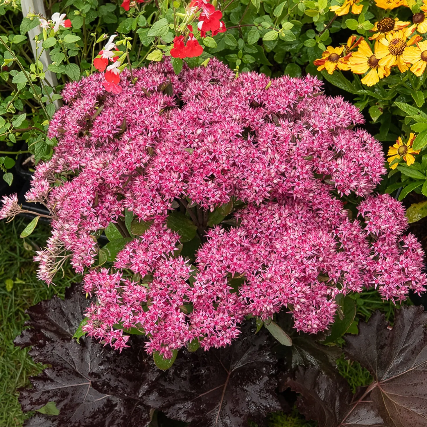 Großes Fettblatt Mr. Goodbud - Rosa Blüten bis in den Herbst