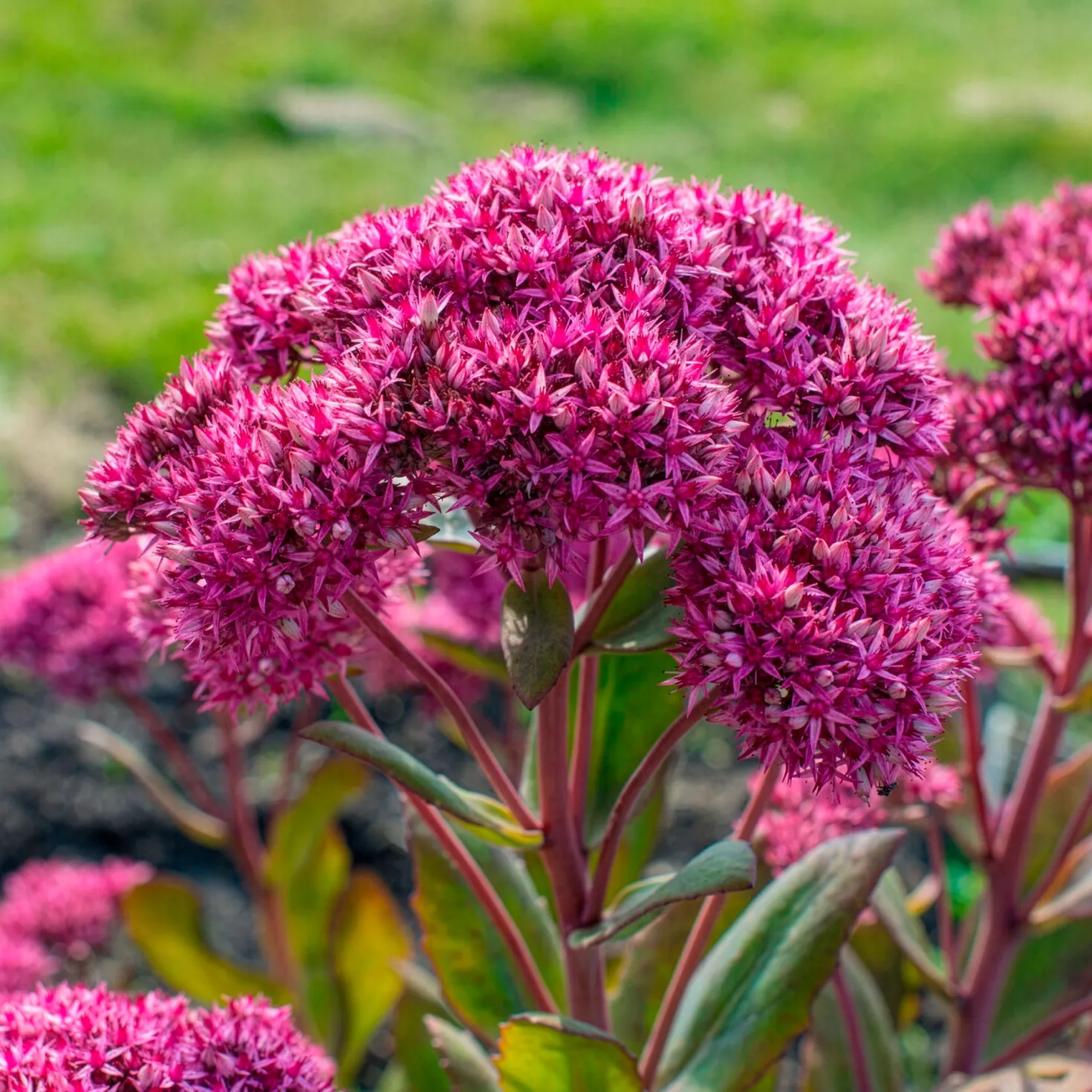 Großes Fettblatt Mr. Goodbud - Rosa Blüten bis in den Herbst