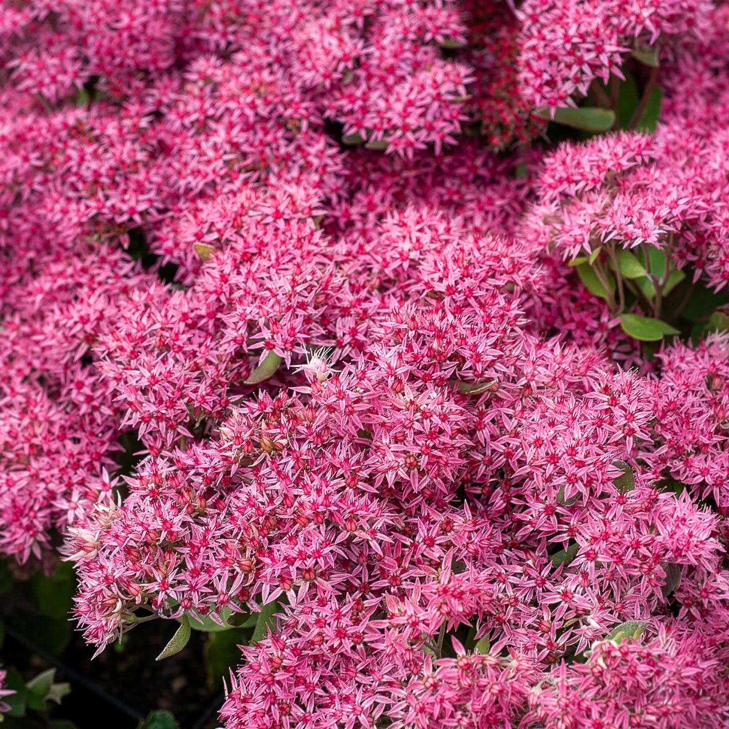 Großes Fettblatt Mr. Goodbud - Rosa Blüten bis in den Herbst
