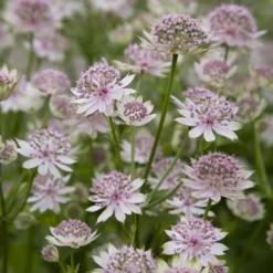 Große Sterndolde Buckland - Zarte Blüten, viel Charme