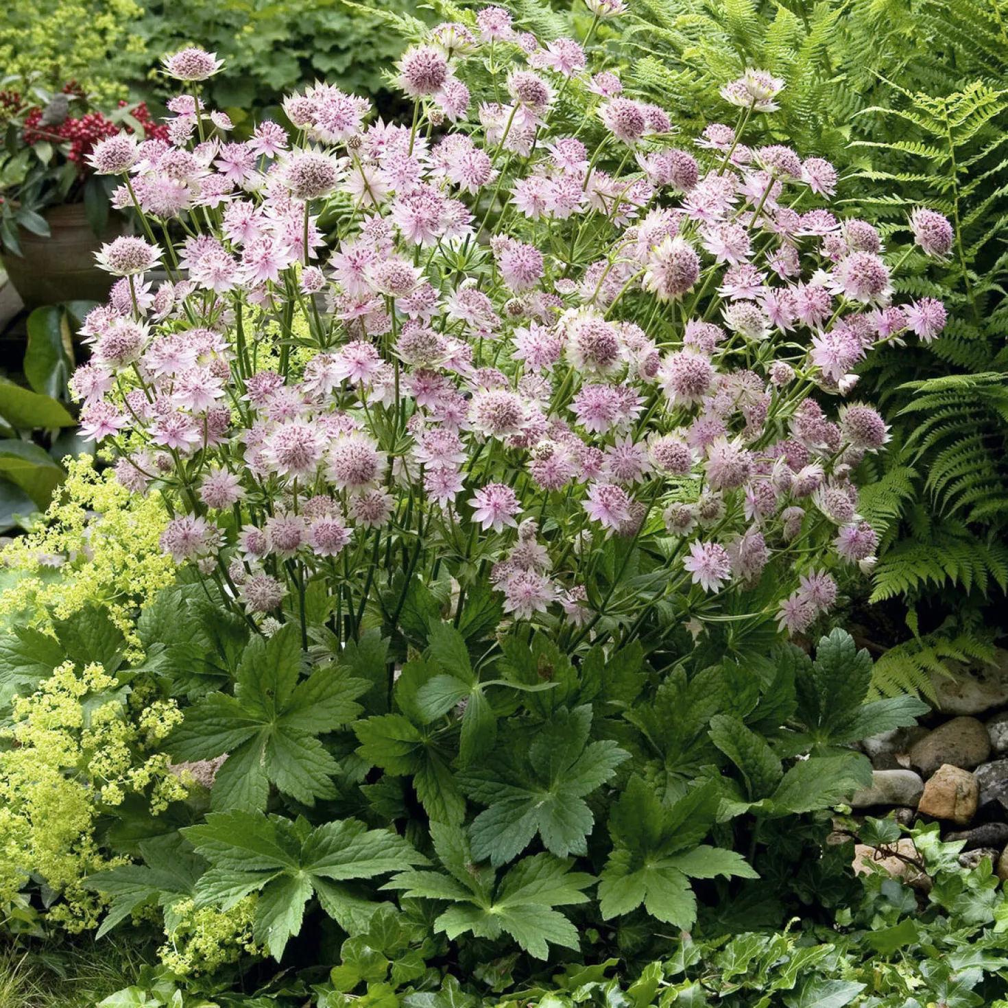 Große Sterndolde Buckland - Zarte Blüten, viel Charme