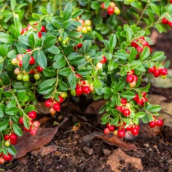 Großfrüchtige Moosbeere - Rote Ernte, ganz easy