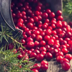 Großfrüchtige Moosbeere - Rote Ernte, ganz easy