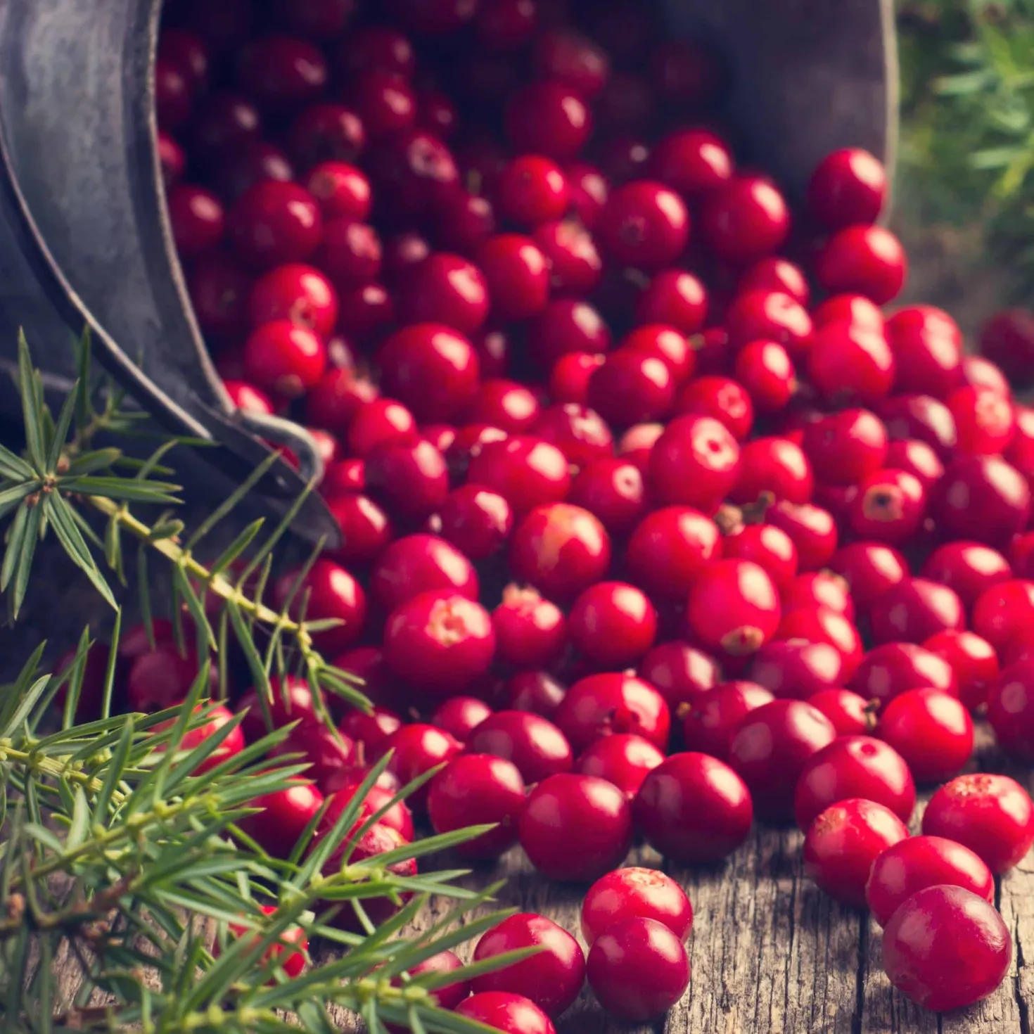 Großfrüchtige Moosbeere - Rote Ernte, ganz easy