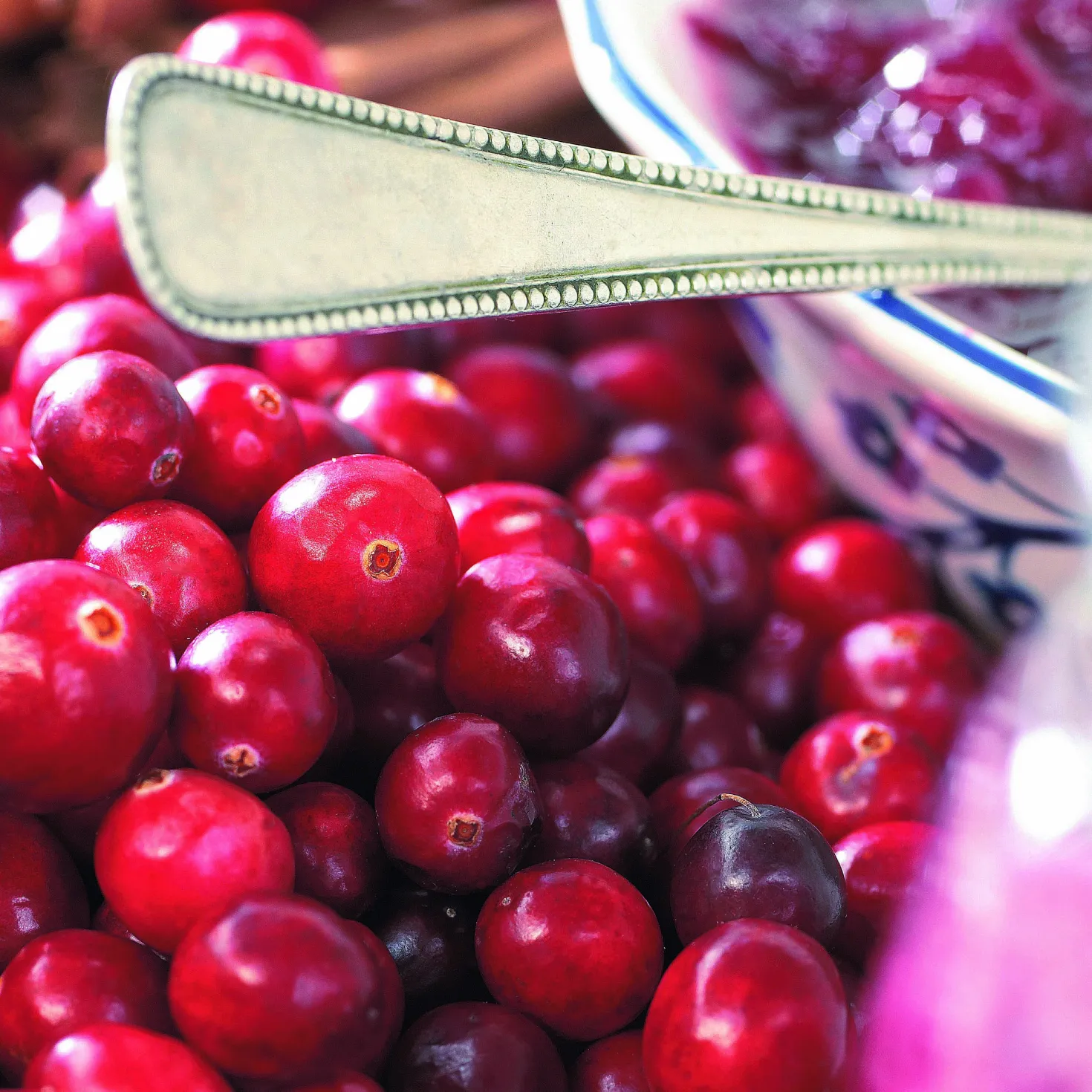 Großfrüchtige Moosbeere - Rote Ernte, ganz easy