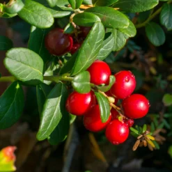 Großfrüchtige Moosbeere - Rote Ernte, ganz easy