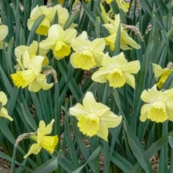 Großkronige Narzissen ‘Avalon’ (x7) - Sonnengelb im Frühling