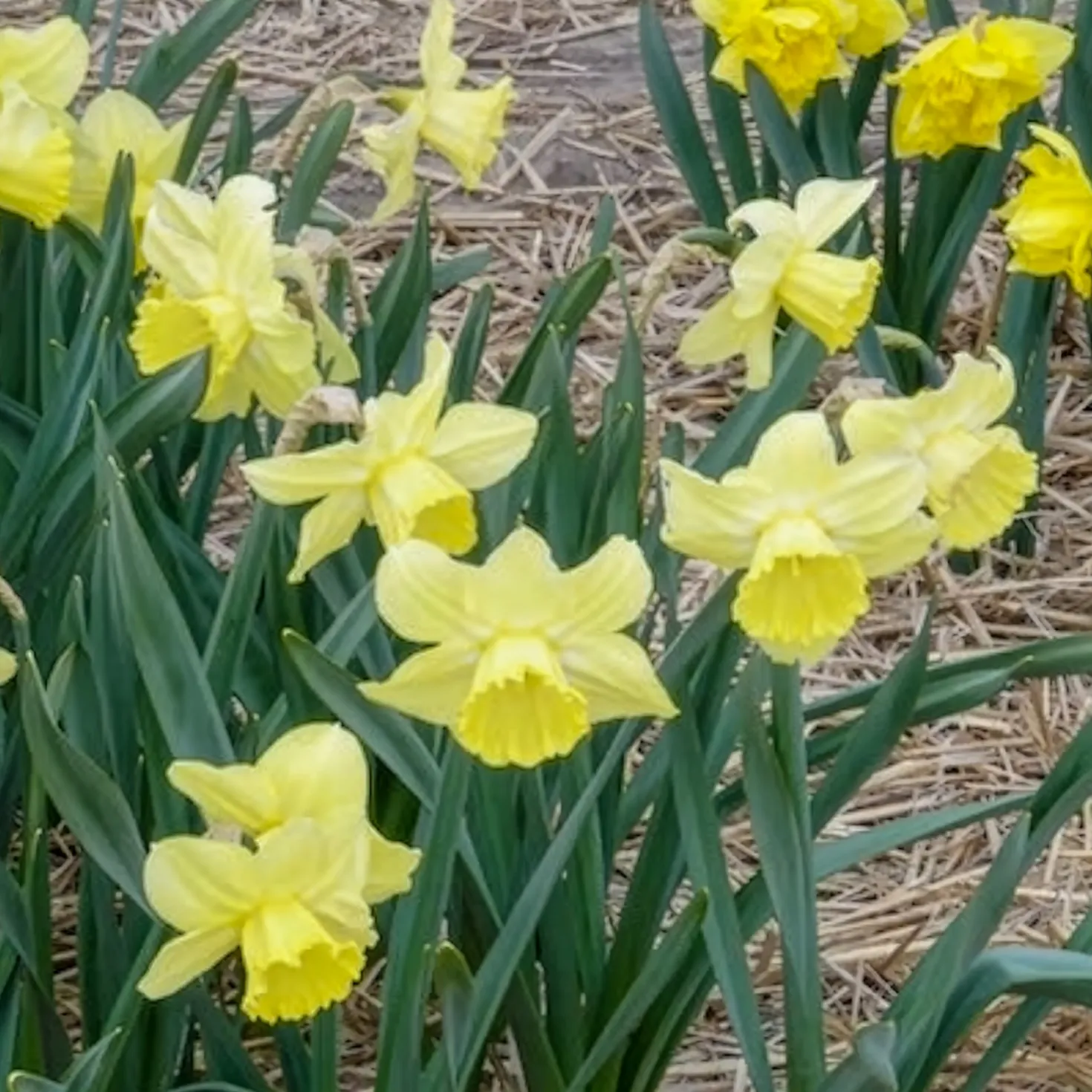 Großkronige Narzissen ‘Avalon’ (x7) - Sonnengelb im Frühling