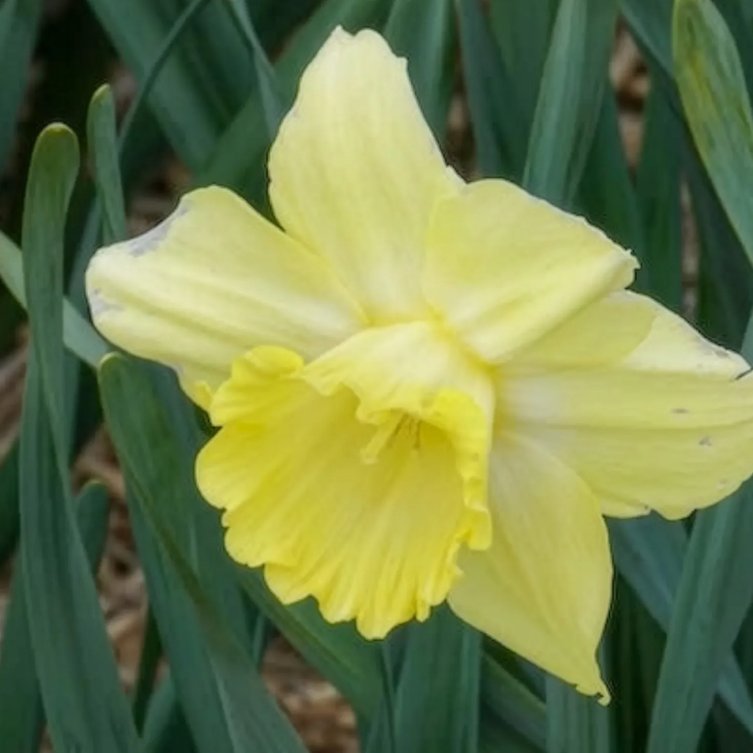 Großkronige Narzissen ‘Avalon’ (x7) - Sonnengelb im Frühling