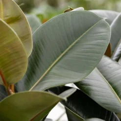 Gummibaum Robusta - Grün, glänzend, robust