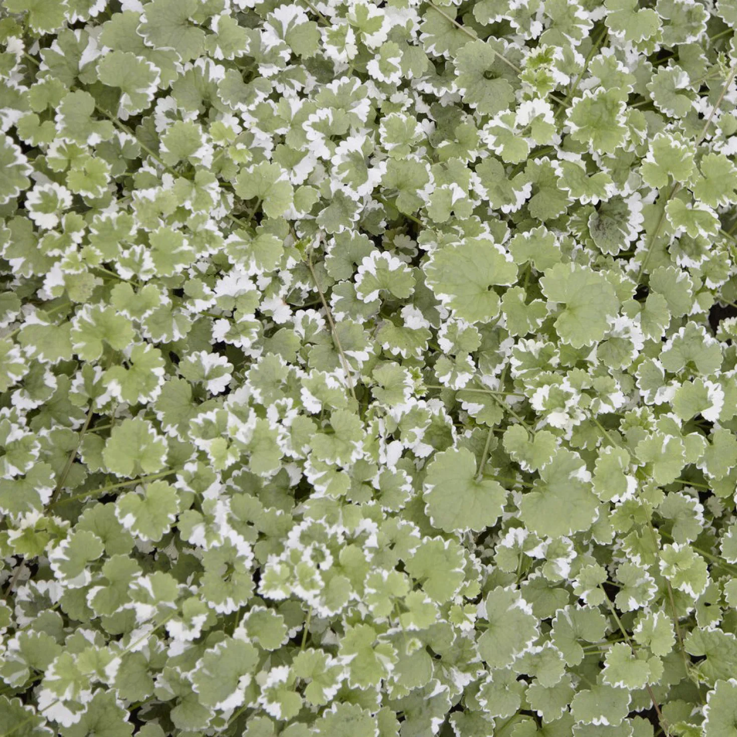 Gundermann 'Variegata' - Grün-cremig, sofort schön