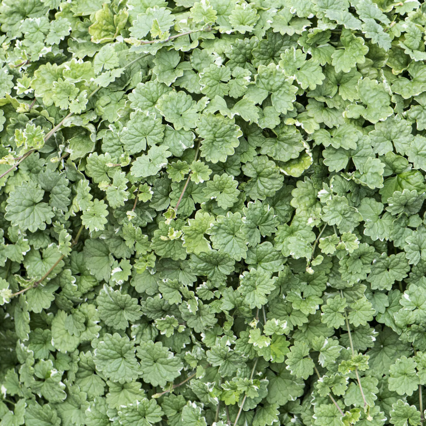 Gundermann 'Variegata' - Grün-cremig, sofort schön