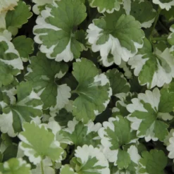 Gundermann 'Variegata' - Grün-cremig, sofort schön