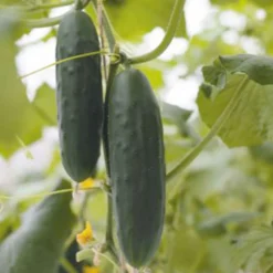 Gurke Cucumis 'Marketmore' - Knackig frisch vom Beet