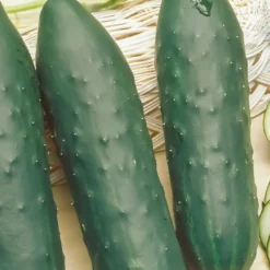 Gurke Cucumis 'Marketmore' - Knackig frisch vom Beet
