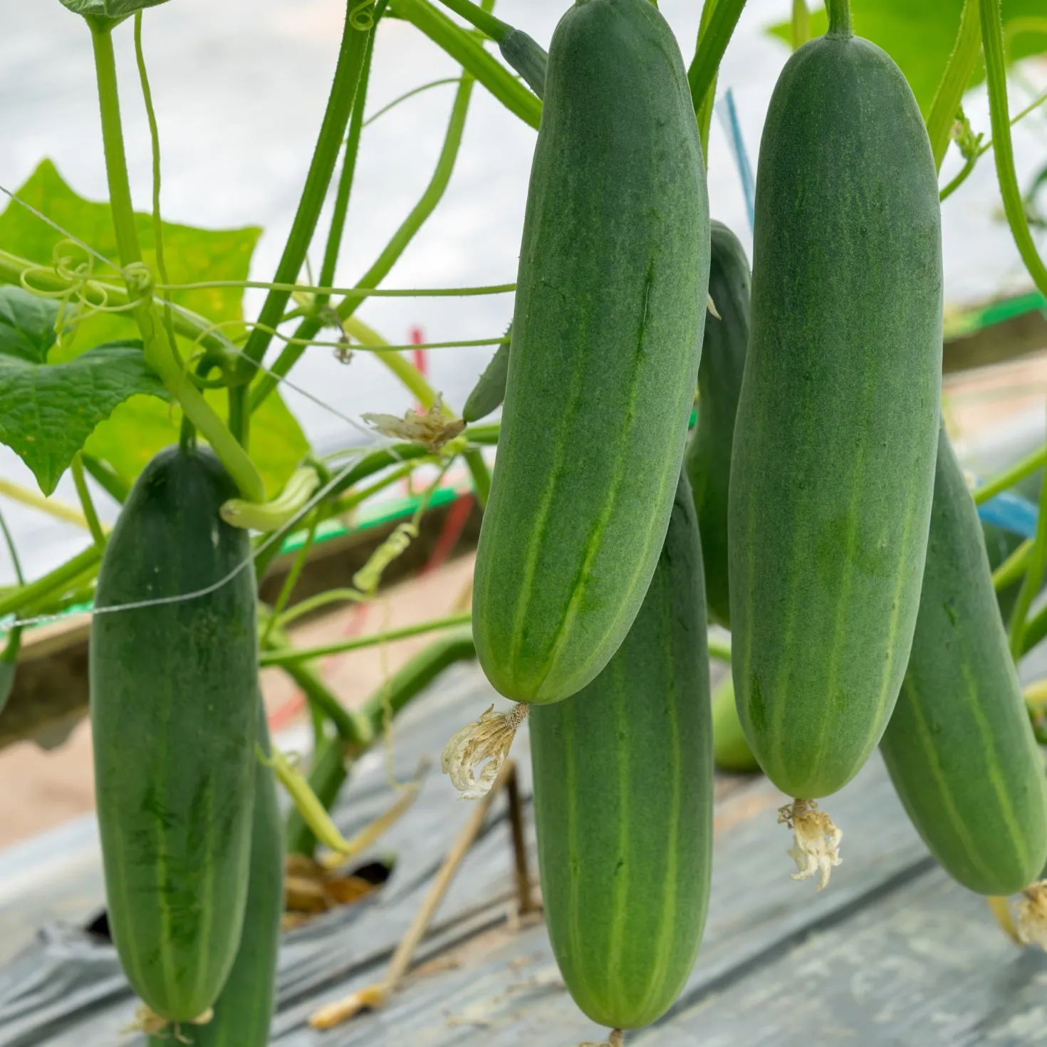 Gurke Gynial F1 Pflanze - Knackige Gurken, kinderleicht