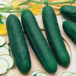 Gurke ‘Marketer’ - Knackig frisch aus dem Garten
