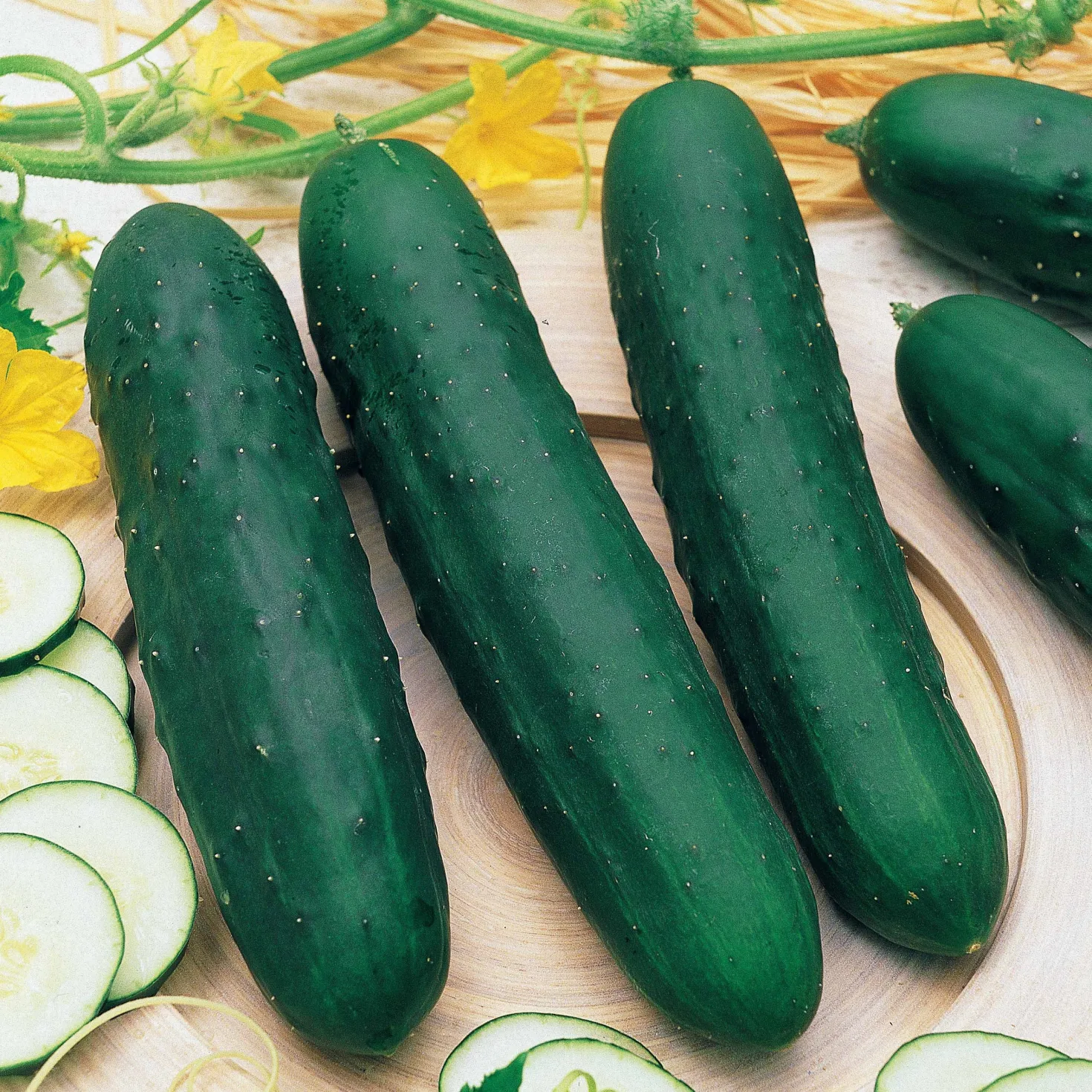 Gurke ‘Marketer’ - Knackig frisch aus dem Garten