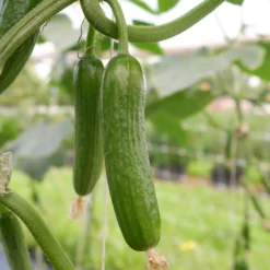 Gurke Mini Broumana F1 - Knackig, süß, direkt vom Balkon