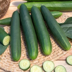 Gurke Tanja - Lange, knackige Ernte
