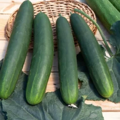 Gurke Tanja - Lange, knackige Ernte