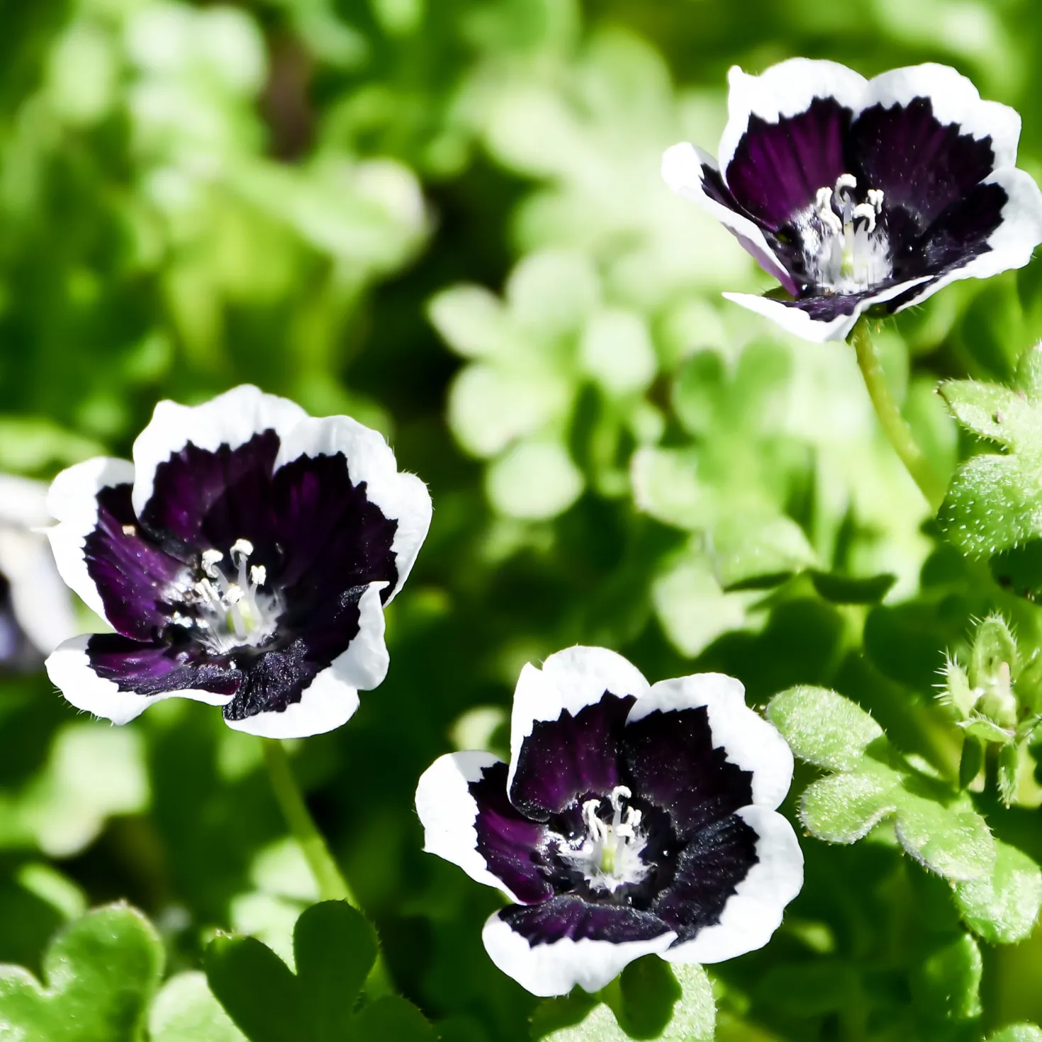 Hainblume Penny Black - Tiefschwarz mit weißem Rand