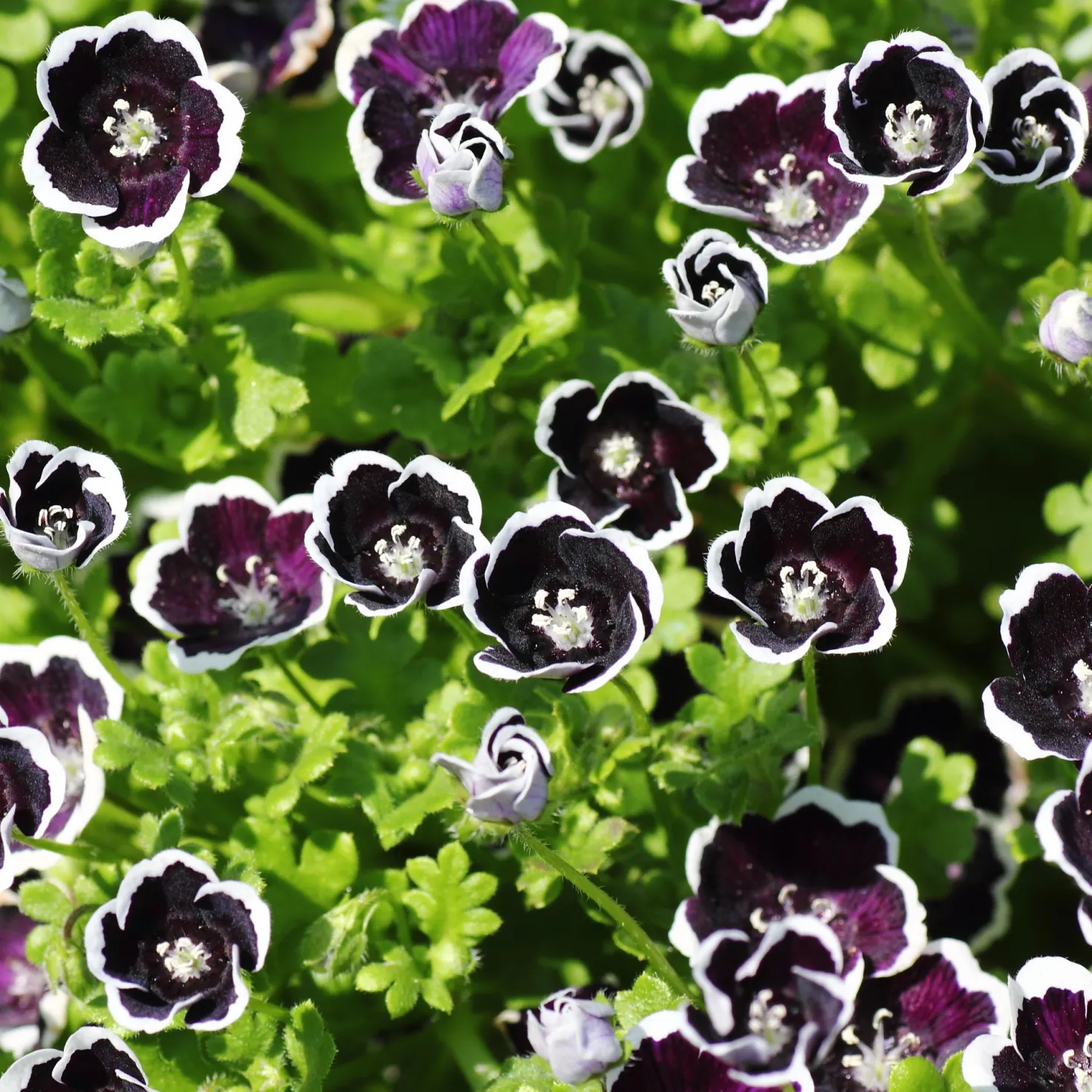 Hainblume Penny Black - Tiefschwarz mit weißem Rand