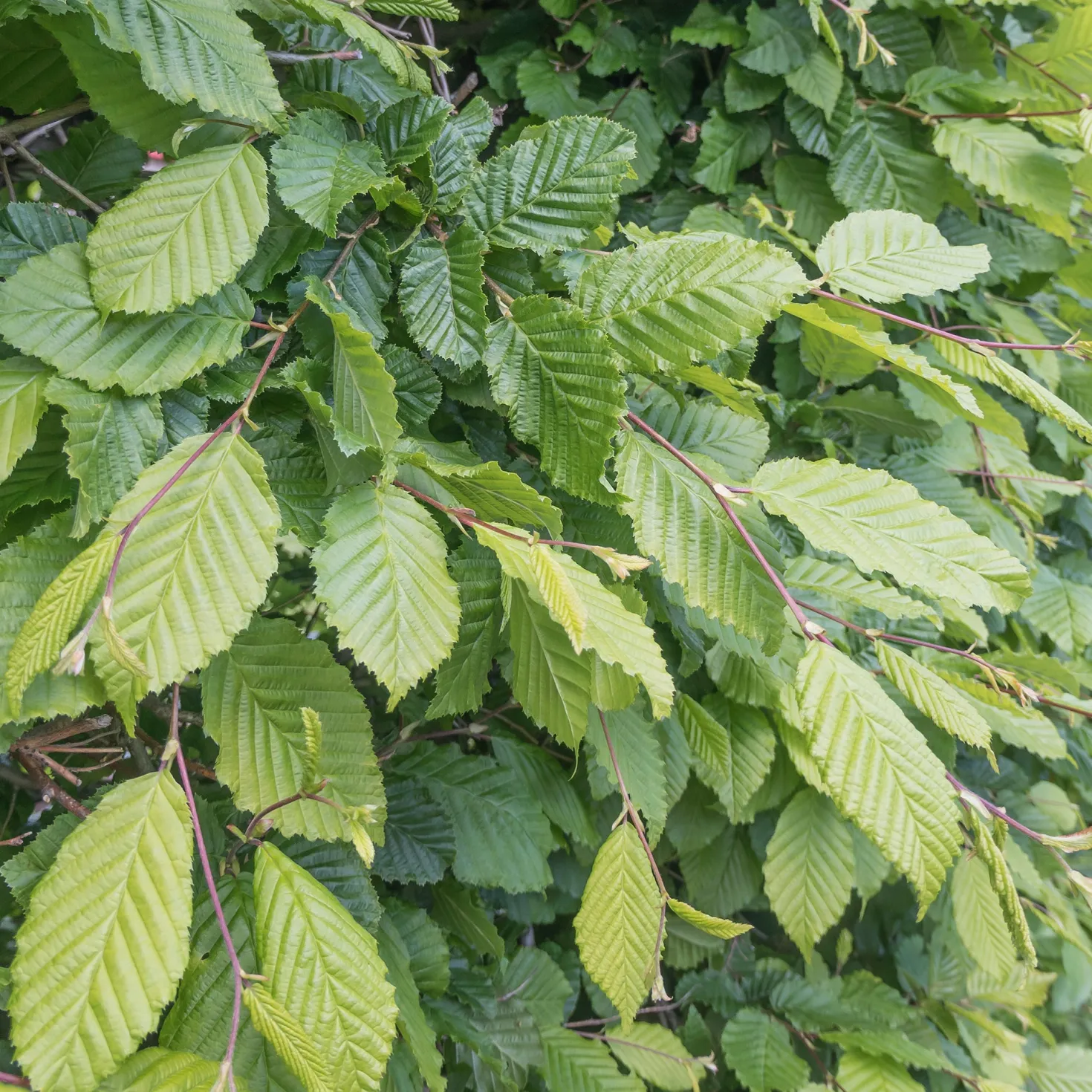 Hainbuche - Dichte Hecke ganz einfach