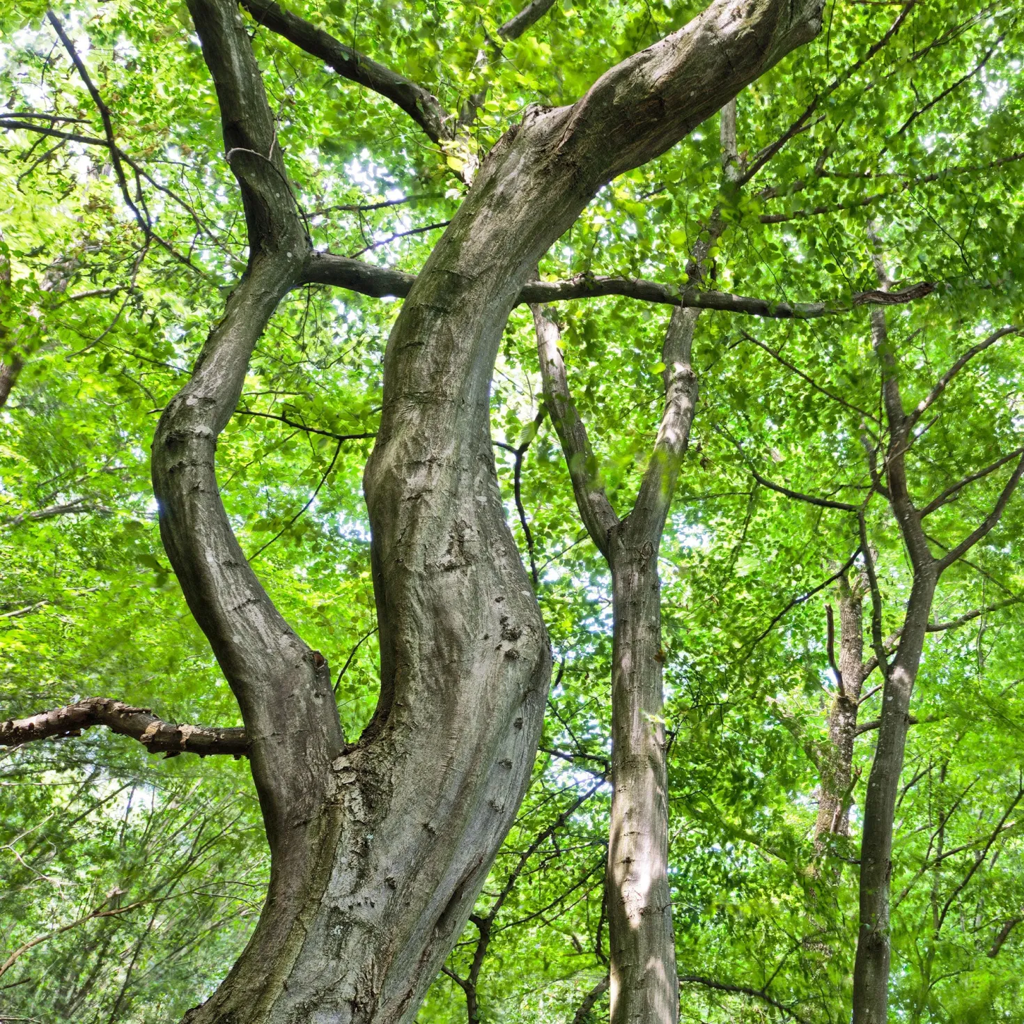 Hainbuche - Dichte Hecke ganz einfach