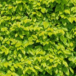 Hainbuche (x10) - Sichtschutz in einer Saison